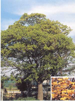 zukan005